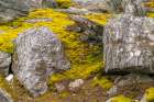 Antarctica, South Orkney Islands, Signy Island, Signy Research Station. Mossy tundra and boulders. Art Print